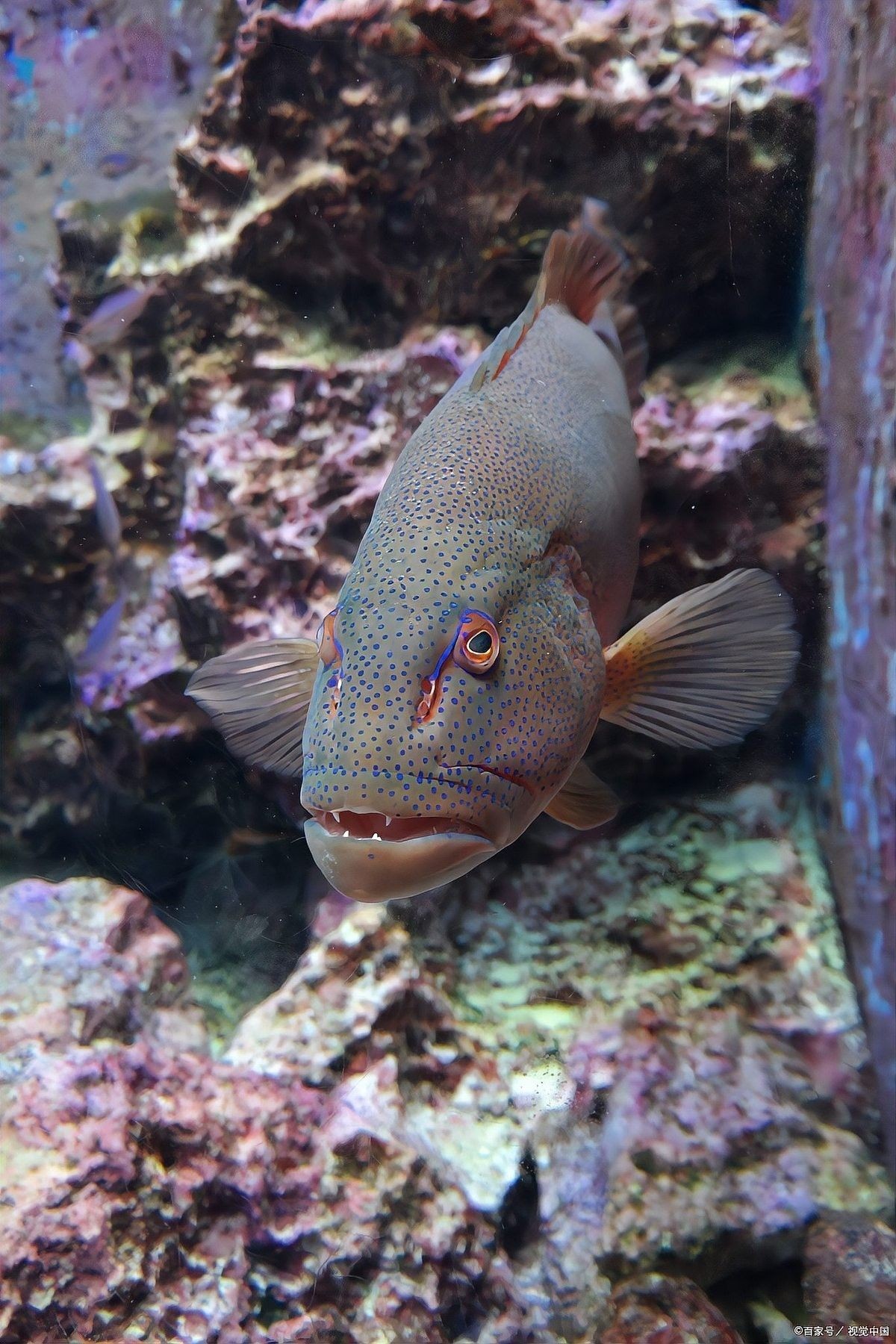 如何減少曼龍魚對(duì)斑馬的追逐（如何減少曼龍魚追逐斑馬的行為） 如何減少曼龍魚對(duì)斑馬的追逐（如何減少曼龍魚追逐斑馬的行為） 龍魚百科 第5張