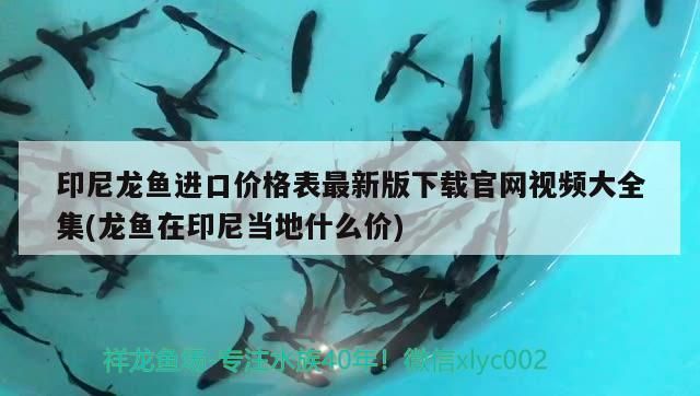印尼龍魚進口價格表最新版下載官網視頻大全集(龍魚在印尼當地什么價)（印尼龍魚進口價格表最新版下載官網視頻大全集） 印尼龍魚進口價格表最新版下載官網視頻大全集(龍魚在印尼當地什么價)（印尼龍魚進口價格表最新版下載官網視頻大全集） 觀賞魚百科