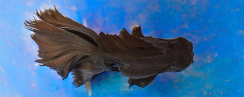 魚盆養魚用打氧嗎什么魚需要打氧（盆養魚是否需要打氧，以及哪些魚類需要打氧，是許多新手養魚愛好者經常遇到的問題）