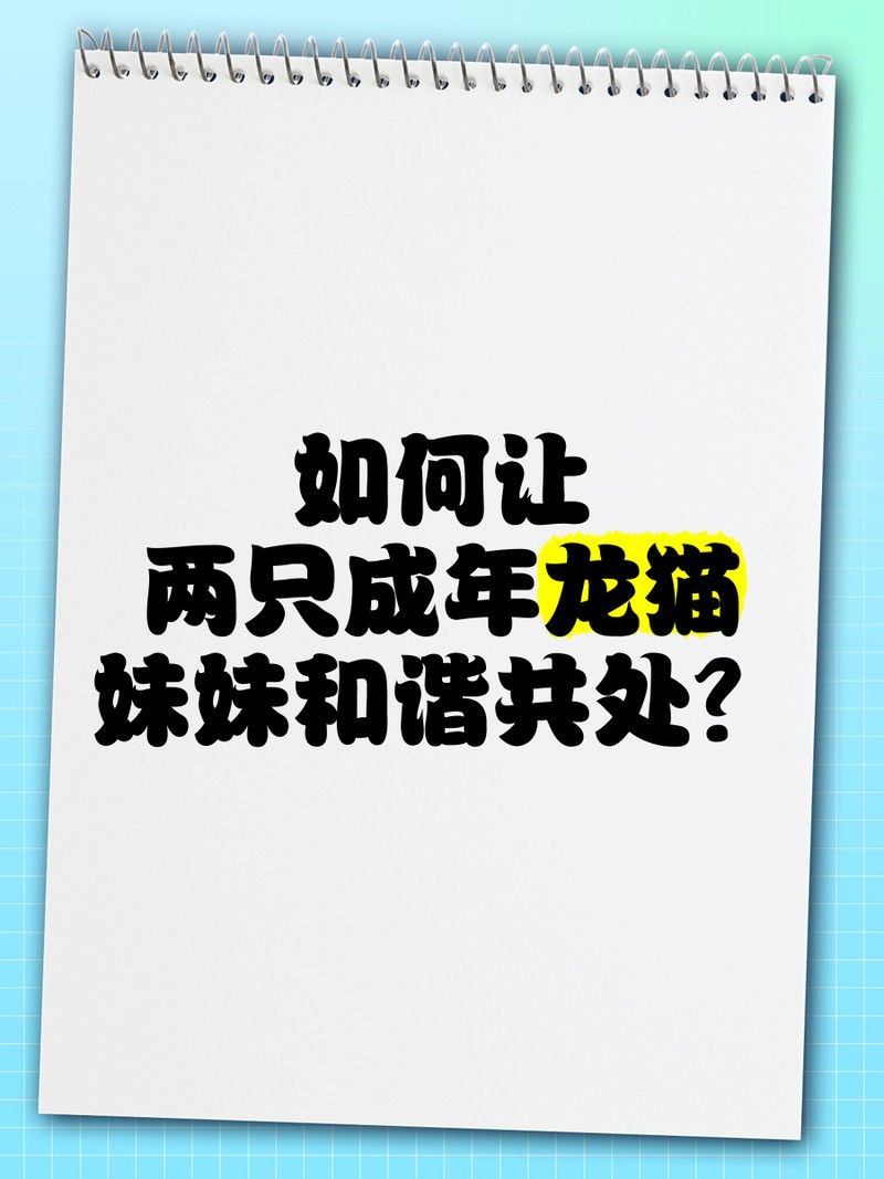 龍貓和貓共處一室會怎樣（《龍貓》龍貓和貓共處一室存在顯著風險，需謹慎評估和管理） 龍貓和貓共處一室會怎樣（《龍貓》龍貓和貓共處一室存在顯著風險，需謹慎評估和管理） 龍魚百科 第4張