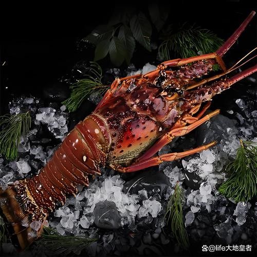 中國大龍蝦的價格是多少？（中國大龍蝦價格是多少）