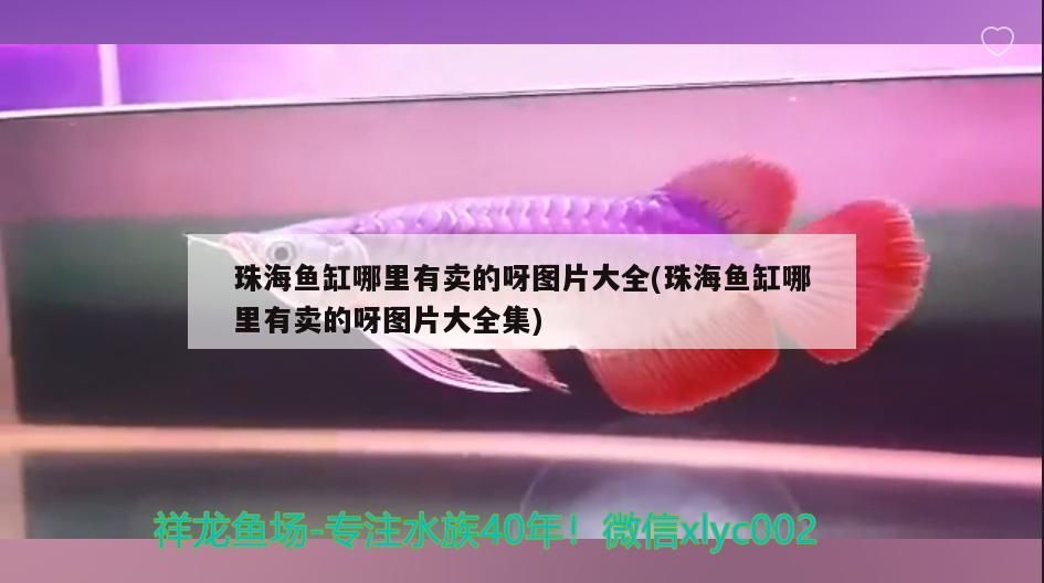 <strong><mark>珠海</mark></strong>魚缸哪里有賣的呀圖片大全(<strong><mark>珠海</mark></strong>魚缸哪里有賣的呀圖片大全集)（<strong><mark>珠海</mark></strong>魚缸哪里有賣的呀）