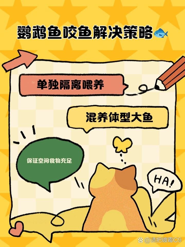 如何預防鸚鵡魚再次被咬傷（鸚鵡魚再次被咬傷的方法包括以下幾點）