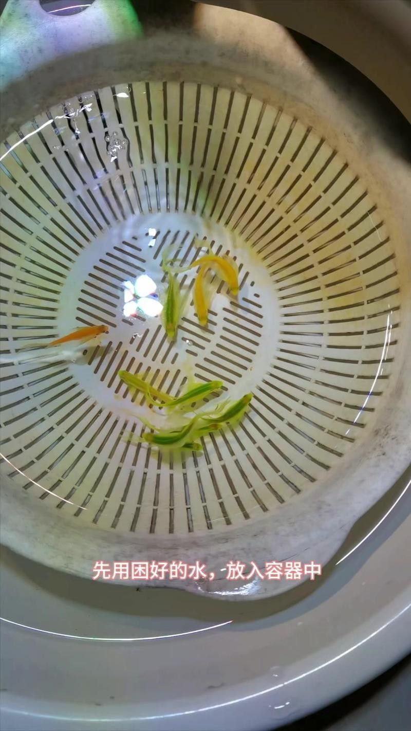 虎斑恐龍魚繁殖視頻教程（斑恐龍魚繁殖視頻教程，虎斑恐龍魚繁殖的基本技巧）