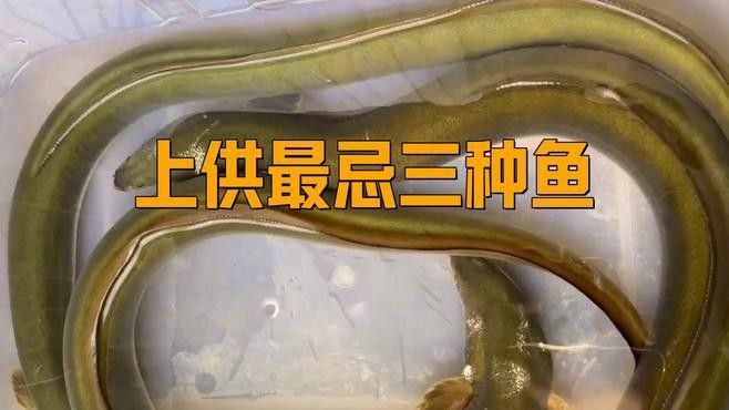 神農(nóng)架最忌三種魚（上供最忌諱三種魚） 神農(nóng)架最忌三種魚（上供最忌諱三種魚） 觀賞魚百科 第2張