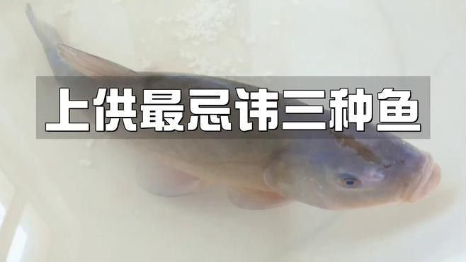 神農(nóng)架最忌三種魚（上供最忌諱三種魚） 神農(nóng)架最忌三種魚（上供最忌諱三種魚） 觀賞魚百科 第1張