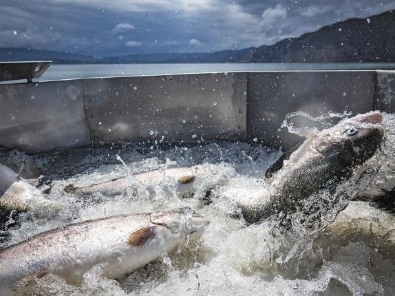 海南州龍魚（海南州龍魚在生態旅游方面也占有一席之地海南州龍魚）