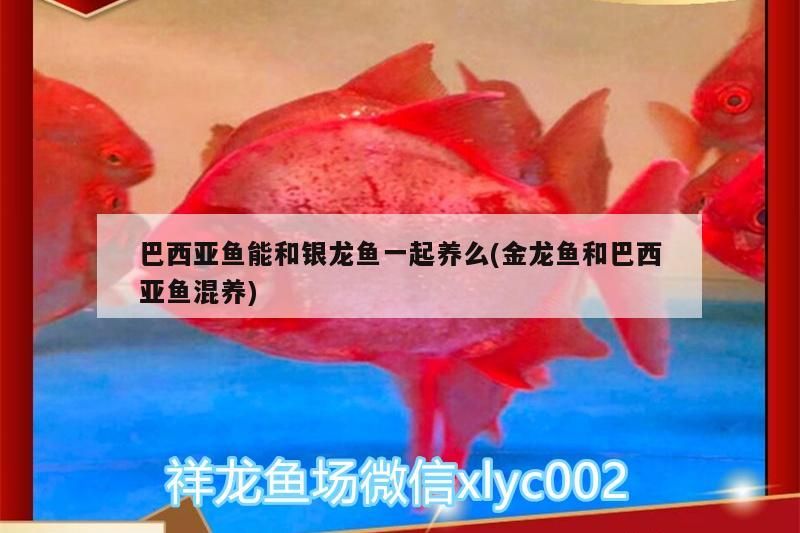 巴西亞魚能和銀龍魚一起養么(金龍魚和巴西亞魚混養)（亞魚和銀龍魚能和銀龍魚一起養么，巴西亞魚能和銀龍魚一起養么） 巴西亞魚能和銀龍魚一起養么(金龍魚和巴西亞魚混養)（亞魚和銀龍魚能和銀龍魚一起養么，巴西亞魚能和銀龍魚一起養么） 觀賞魚百科