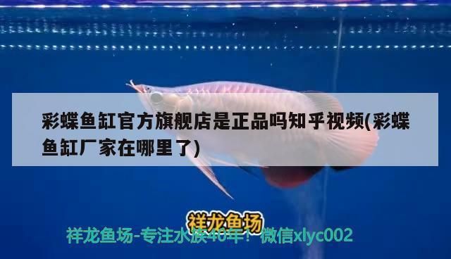 龍魚混養魚最佳搭配是什么（龍魚混養最佳伴侶魚）（龍魚和其他魚類混養的優勢）
