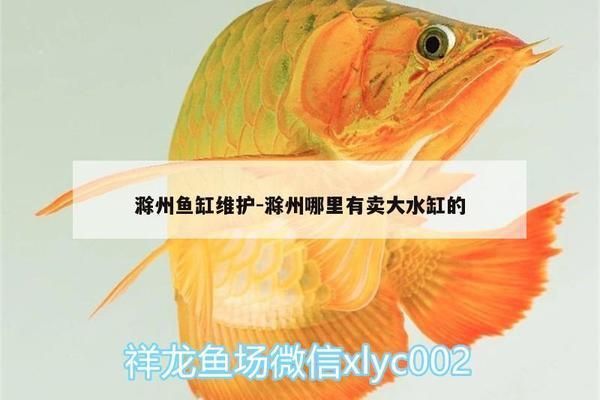 滁州魚缸批發市場：滁州彩鰈魚缸專賣店