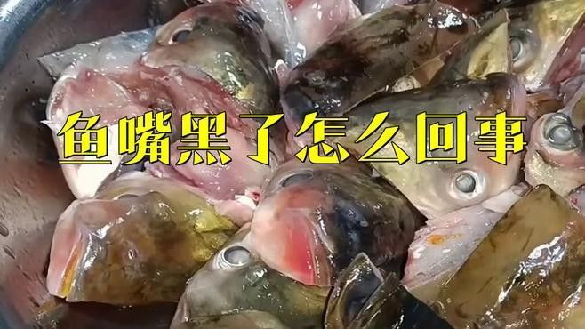 龍魚嘴唇變色（龍魚嘴唇變色是什么原因？）