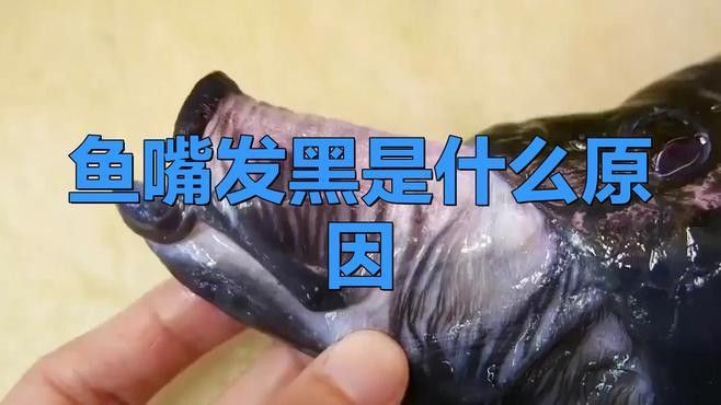 龍魚嘴唇變色（龍魚嘴唇變色是什么原因？）