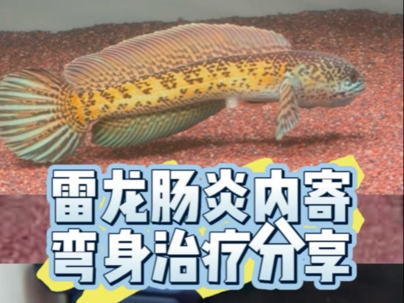 雄安紅龍魚最忌三種藥（雄安紅龍魚最忌三種藥物）