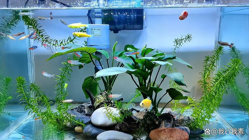 龍魚下黃粉后需要多久換水（魚缸下黃粉后多久換水） 龍魚下黃粉后需要多久換水（魚缸下黃粉后多久換水） 龍魚百科 第4張