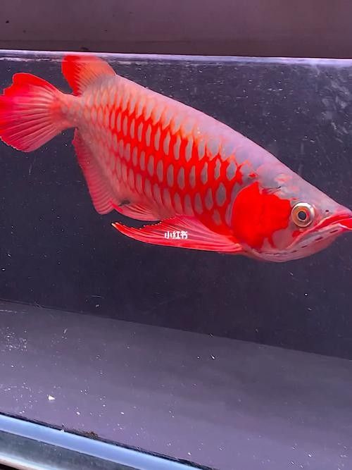 給我推薦幾張高清紅龍魚(yú)壁紙（高清紅龍魚(yú)壁紙推薦）