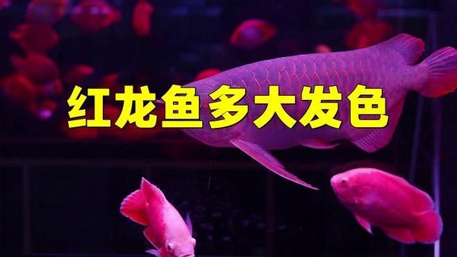 紅龍魚(yú)增色飼料多久見(jiàn)效（紅龍魚(yú)增色飼料有哪些成分？） 紅龍魚(yú)增色飼料多久見(jiàn)效（紅龍魚(yú)增色飼料有哪些成分？） 龍魚(yú)百科 第1張