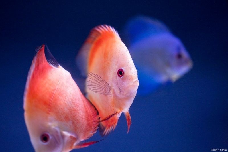 如何判斷紅龍魚是否信任主人（如何通過紅龍魚的行為來判斷它是否信任主人） 如何判斷紅龍魚是否信任主人（如何通過紅龍魚的行為來判斷它是否信任主人） 龍魚百科 第4張