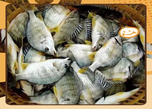 龍丁魚的營養(yǎng)價值及功效（李芊綿一級公共營養(yǎng)師三甲龍利魚的營養(yǎng)價值與功效有哪些） 龍丁魚的營養(yǎng)價值及功效（李芊綿一級公共營養(yǎng)師三甲龍利魚的營養(yǎng)價值與功效有哪些） 觀賞魚百科 第3張