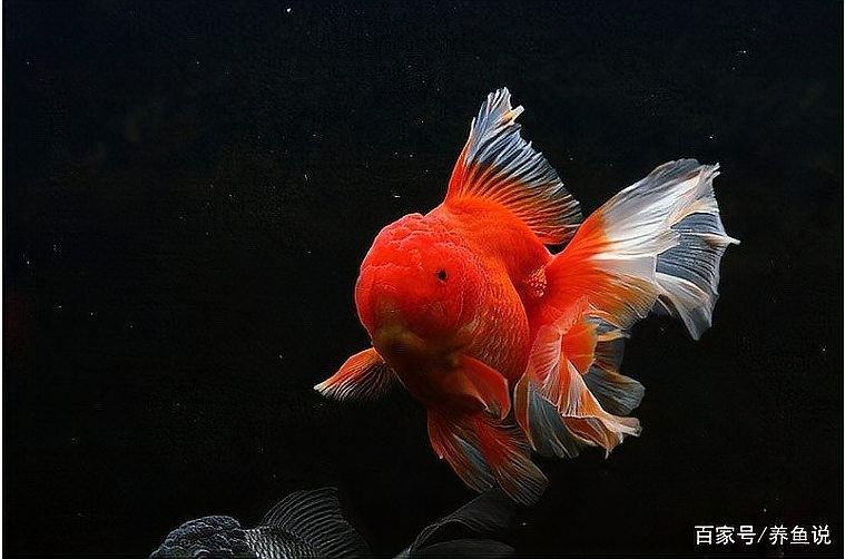 如何判斷魚是否適合混養（觀賞魚是否適合混養） 如何判斷魚是否適合混養（觀賞魚是否適合混養） 龍魚百科 第4張