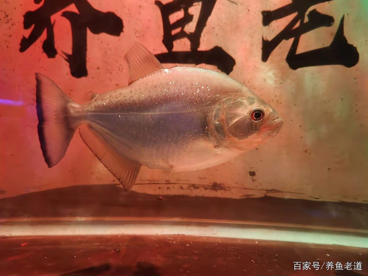 如何判斷魚是否適合混養（觀賞魚是否適合混養） 如何判斷魚是否適合混養（觀賞魚是否適合混養） 龍魚百科 第7張