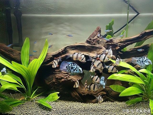 如何判斷魚是否適合混養（觀賞魚是否適合混養） 如何判斷魚是否適合混養（觀賞魚是否適合混養） 龍魚百科 第6張