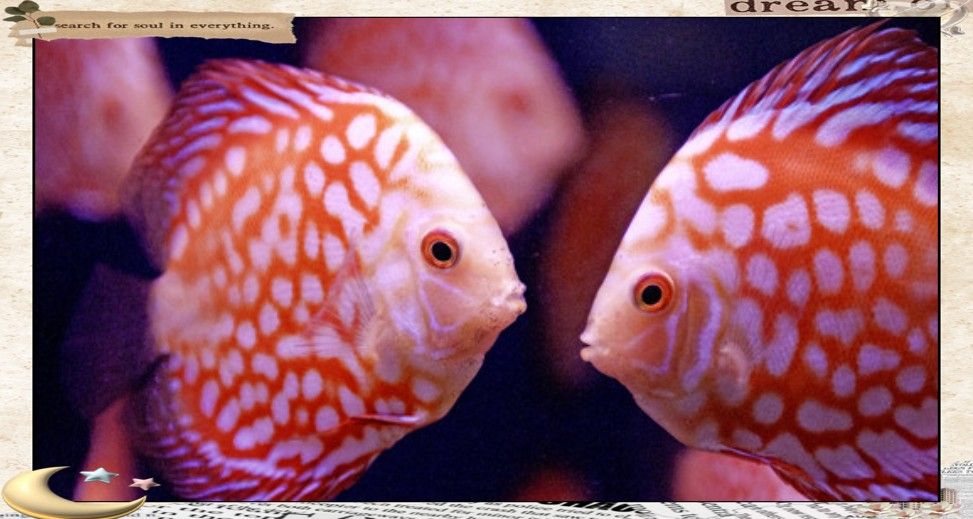 如何判斷魚是否適合混養（觀賞魚是否適合混養） 如何判斷魚是否適合混養（觀賞魚是否適合混養） 龍魚百科 第8張
