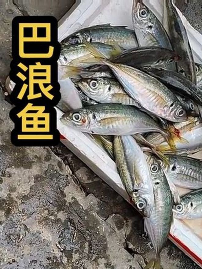 巴麗魚（巴麗魚是一種生活在熱帶和亞熱帶水域中的魚類，是許多水族愛(ài)好者的最愛(ài)） 巴麗魚（巴麗魚是一種生活在熱帶和亞熱帶水域中的魚類，是許多水族愛(ài)好者的最愛(ài)） 觀賞魚百科 第2張