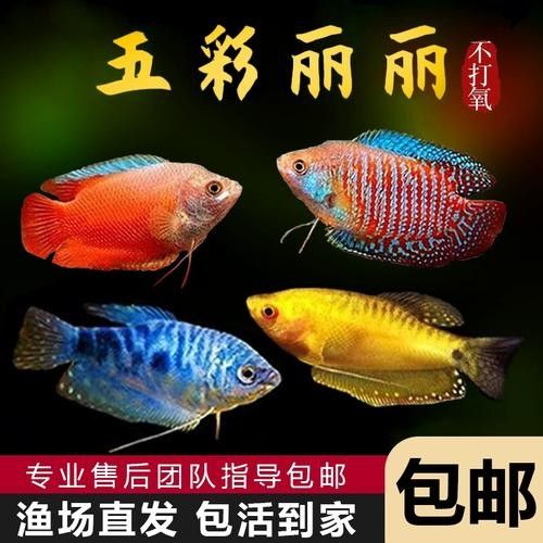 巴麗魚（巴麗魚是一種生活在熱帶和亞熱帶水域中的魚類，是許多水族愛(ài)好者的最愛(ài)） 巴麗魚（巴麗魚是一種生活在熱帶和亞熱帶水域中的魚類，是許多水族愛(ài)好者的最愛(ài)） 觀賞魚百科 第4張