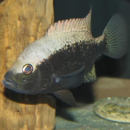 巴麗魚（巴麗魚是一種生活在熱帶和亞熱帶水域中的魚類，是許多水族愛(ài)好者的最愛(ài)） 巴麗魚（巴麗魚是一種生活在熱帶和亞熱帶水域中的魚類，是許多水族愛(ài)好者的最愛(ài)） 觀賞魚百科 第5張