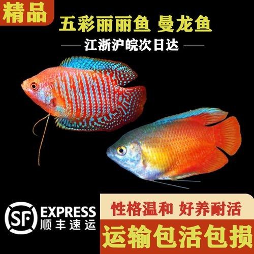 巴麗魚（巴麗魚是一種生活在熱帶和亞熱帶水域中的魚類，是許多水族愛(ài)好者的最愛(ài)） 巴麗魚（巴麗魚是一種生活在熱帶和亞熱帶水域中的魚類，是許多水族愛(ài)好者的最愛(ài)） 觀賞魚百科 第3張