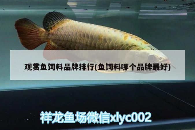 觀賞魚飼料品牌排行(魚飼料哪個品牌最好)（十大錦鯉魚飼料品牌魚飼料品牌排名前十名） 觀賞魚飼料品牌排行(魚飼料哪個品牌最好)（十大錦鯉魚飼料品牌魚飼料品牌排名前十名） 觀賞魚百科