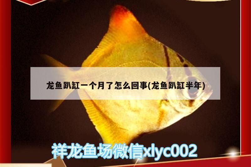 龍魚趴缸一個(gè)月了怎么回事(龍魚趴缸半年)（龍魚趴缸一個(gè)月了怎么回事）