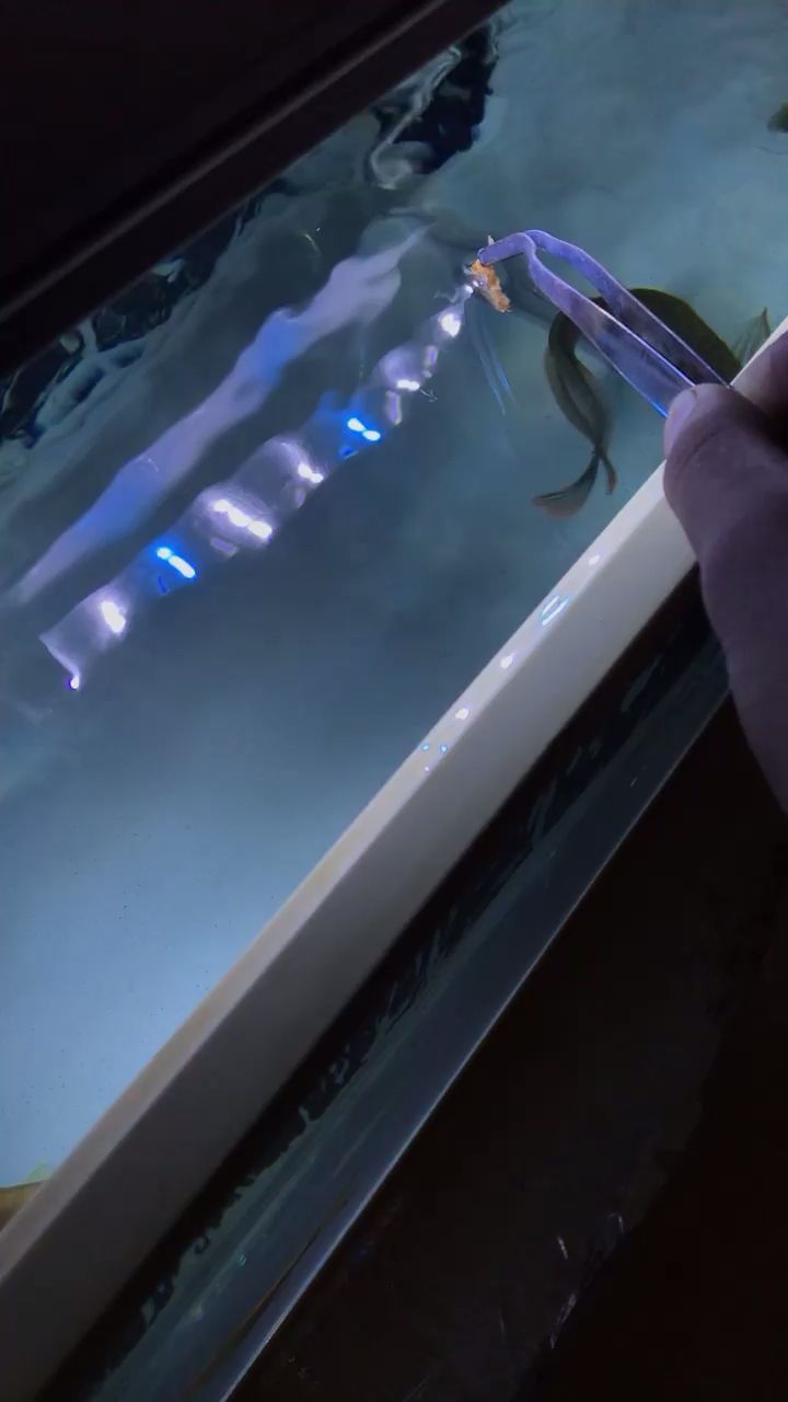 巴音郭楞蒙古自治州觀賞魚市場到家37天的銀龍（到家37天的銀龍） 巴音郭楞蒙古自治州觀賞魚市場到家37天的銀龍（到家37天的銀龍） 觀賞魚百科