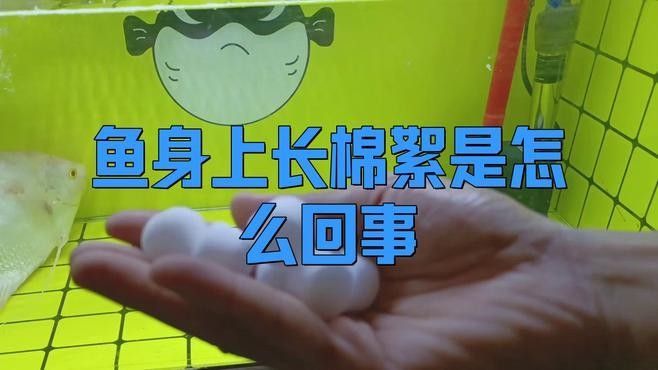 金龍魚身上有白色絮狀物會自愈嗎（金龍魚身上有白色絮狀物會自愈嗎克羅奇官營店用家里這2樣東西就能治） 金龍魚身上有白色絮狀物會自愈嗎（金龍魚身上有白色絮狀物會自愈嗎克羅奇官營店用家里這2樣東西就能治） 龍魚百科 第2張