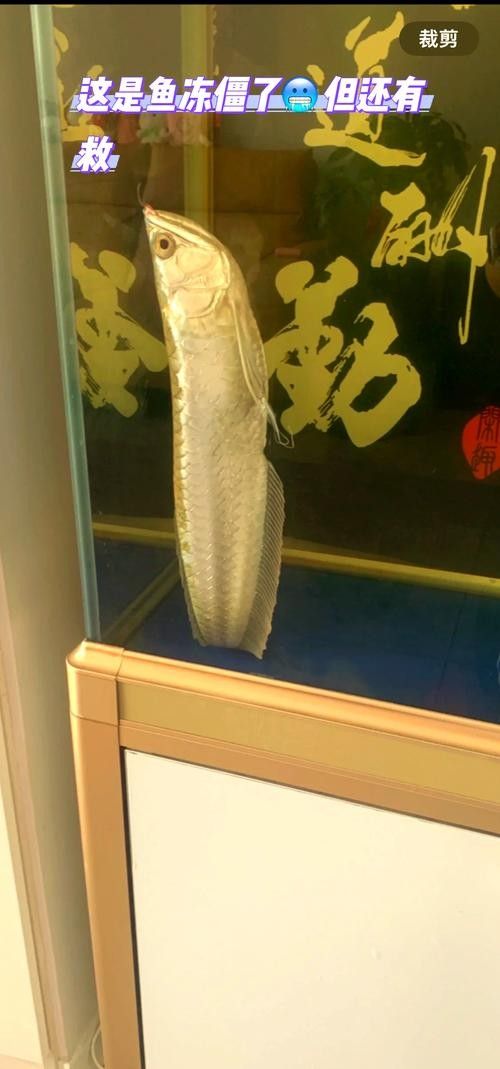 銀龍魚百科品牌（銀龍魚百科（雙須骨舌魚）） 銀龍魚百科品牌（銀龍魚百科（雙須骨舌魚）） 觀賞魚百科 第5張