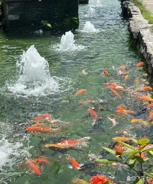 杭州龍魚漁場哪個最好（杭州龍魚漁場介紹）
