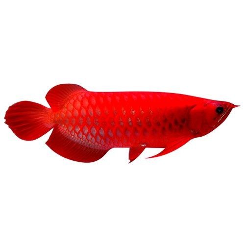 永善哪個水族館龍魚好？祥龍魚場龍魚（廣州龍魚祥龍魚場祥龍魚場紅龍怎么樣多彩生活小貼士） 永善哪個水族館龍魚好？祥龍魚場龍魚（廣州龍魚祥龍魚場祥龍魚場紅龍怎么樣多彩生活小貼士） 龍魚百科 第1張