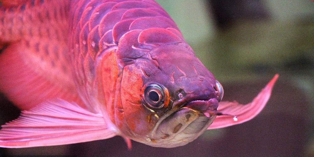 哪種龍魚更難飼養(yǎng)？（盤點(diǎn)最難養(yǎng)的20種魚，新手勿入，）