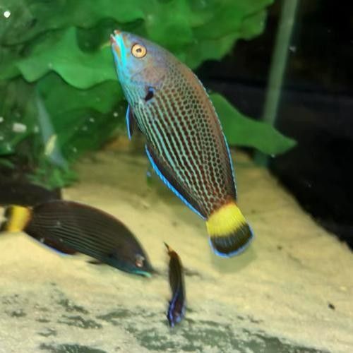 哪種龍魚更難飼養(yǎng)？（盤點(diǎn)最難養(yǎng)的20種魚，新手勿入，）