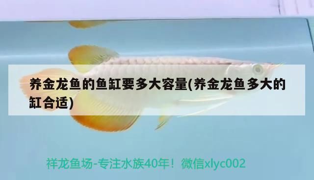 養金龍魚的魚缸要多大容量(養金龍魚多大的缸合適)（養金龍魚的魚缸要多大容量） 養金龍魚的魚缸要多大容量(養金龍魚多大的缸合適)（養金龍魚的魚缸要多大容量） 觀賞魚百科