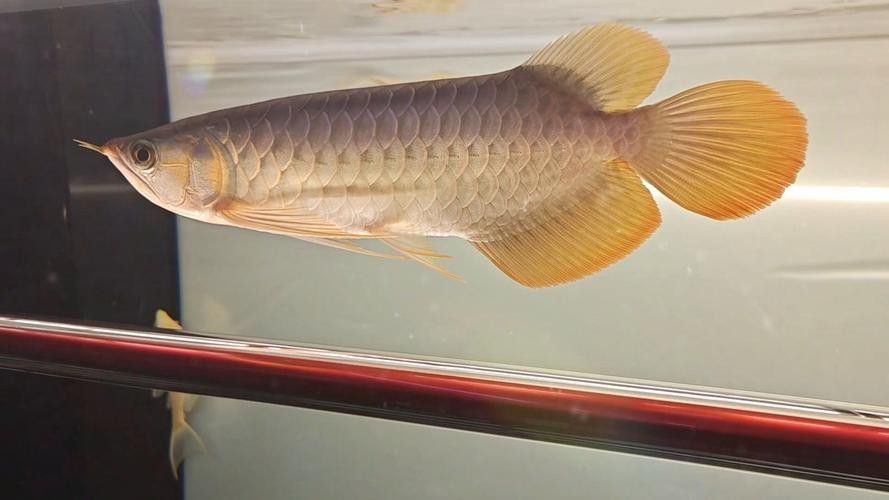 有哪些推薦的龍魚照明品牌（魚照明品牌推薦） 有哪些推薦的龍魚照明品牌（魚照明品牌推薦） 龍魚百科 第2張