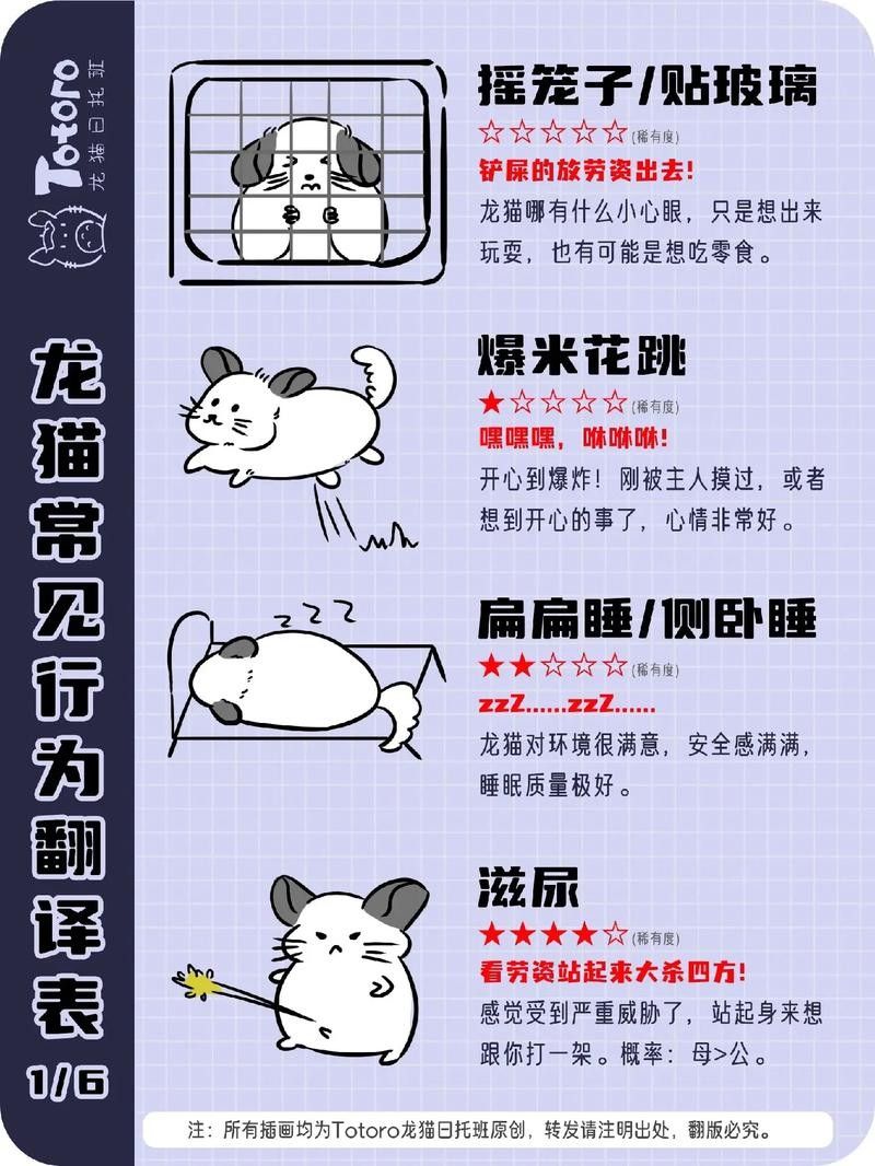 如何避免龍貓咬人？（龍貓為什么會(huì)咬人） 如何避免龍貓咬人？（龍貓為什么會(huì)咬人） 龍魚(yú)百科 第6張