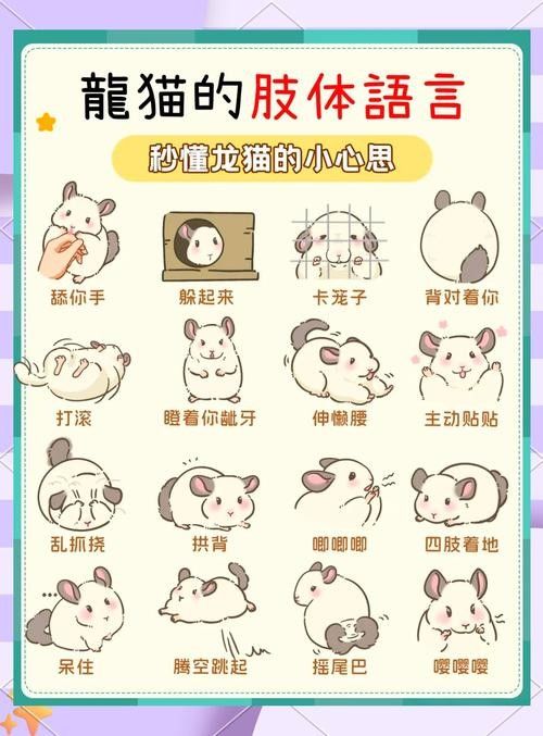 如何避免龍貓咬人？（龍貓為什么會(huì)咬人） 如何避免龍貓咬人？（龍貓為什么會(huì)咬人） 龍魚(yú)百科 第3張