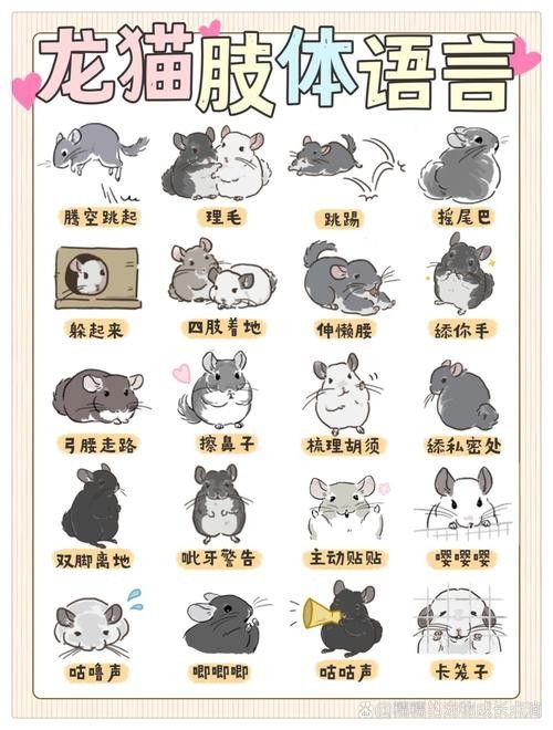 如何避免龍貓咬人？（龍貓為什么會(huì)咬人） 如何避免龍貓咬人？（龍貓為什么會(huì)咬人） 龍魚(yú)百科 第1張