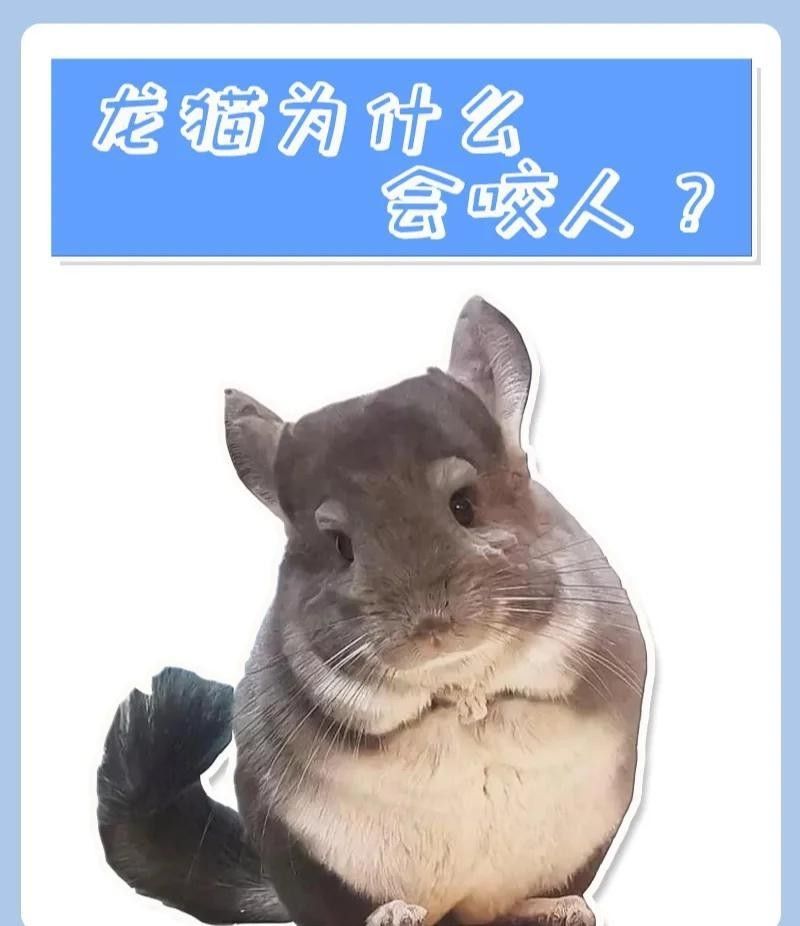 如何避免龍貓咬人？（龍貓為什么會(huì)咬人） 如何避免龍貓咬人？（龍貓為什么會(huì)咬人） 龍魚(yú)百科 第13張