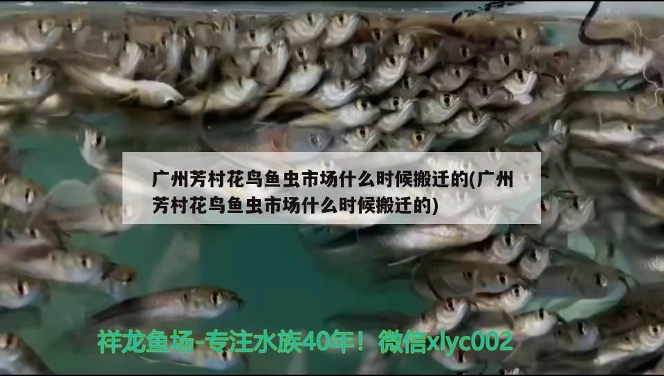 廣州芳村花鳥魚蟲市場什么時候搬遷的(廣州芳村花鳥魚蟲市場什么時候搬遷的)
