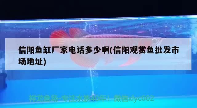 信陽(yáng)魚(yú)缸廠家電話多少啊(信陽(yáng)觀賞魚(yú)批發(fā)市場(chǎng)地址)
