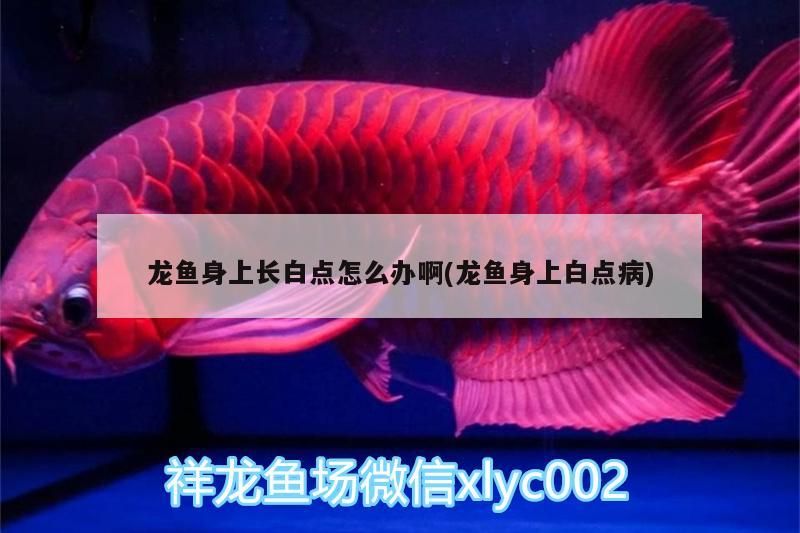 龍魚(yú)干蝦有營(yíng)養(yǎng)嗎 龍魚(yú)身上長(zhǎng)白點(diǎn)怎么辦啊(龍魚(yú)身上白點(diǎn)病)(龍魚(yú)身上長(zhǎng)白點(diǎn)怎么辦) 觀賞魚(yú)百科 龍魚(yú)身上長(zhǎng)白點(diǎn)怎么辦啊(龍魚(yú)身上白點(diǎn)病)(龍魚(yú)身上長(zhǎng)白點(diǎn)怎么辦) 龍魚(yú)身上長(zhǎng)白點(diǎn)怎么辦啊(龍魚(yú)身上白點(diǎn)病)(龍魚(yú)身上長(zhǎng)白點(diǎn)怎么辦) 觀賞魚(yú)百科