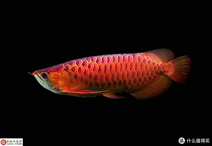 哪里可以欣賞到野生紅金龍魚圖片（如何欣賞野生紅金龍魚的圖片） 哪里可以欣賞到野生紅金龍魚圖片（如何欣賞野生紅金龍魚的圖片） 龍魚百科 第1張