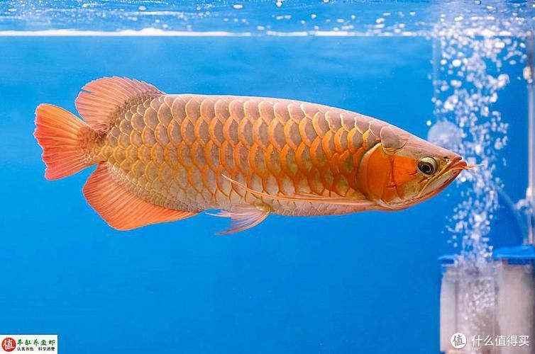 哪里可以欣賞到野生紅金龍魚圖片（如何欣賞野生紅金龍魚的圖片） 哪里可以欣賞到野生紅金龍魚圖片（如何欣賞野生紅金龍魚的圖片） 龍魚百科 第11張